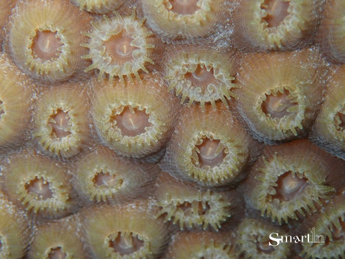 visuel
