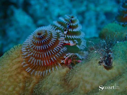 visuel